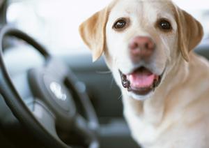 【2026年最新版】車検に関する完全ガイド｜費用・手続き・注意点まで徹底解説